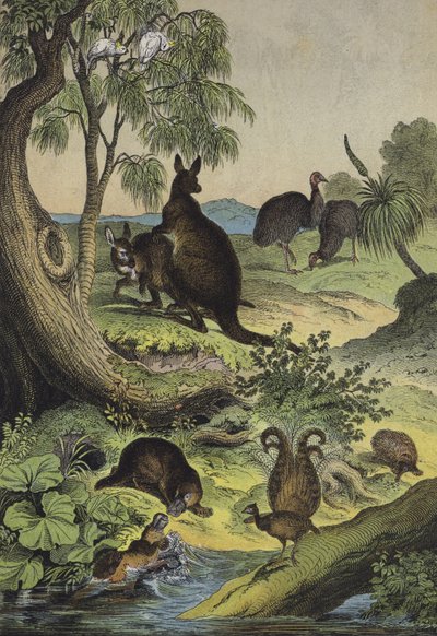 Animaux et plantes de l