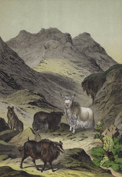 Animaux et plantes des hauts plateaux du Tibet - European School
