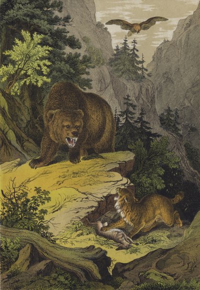 Animaux et plantes des Montagnes Rocheuses d
