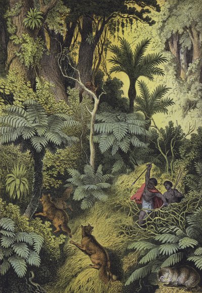 Animaux et plantes des forêts côtières d