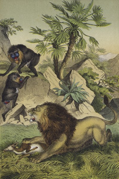 Animaux et plantes des forêts montagneuses de la côte ouest-africaine (lithographie en couleur) - European School