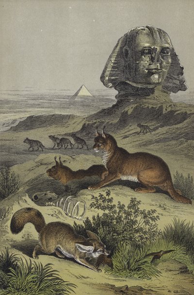 Animaux d