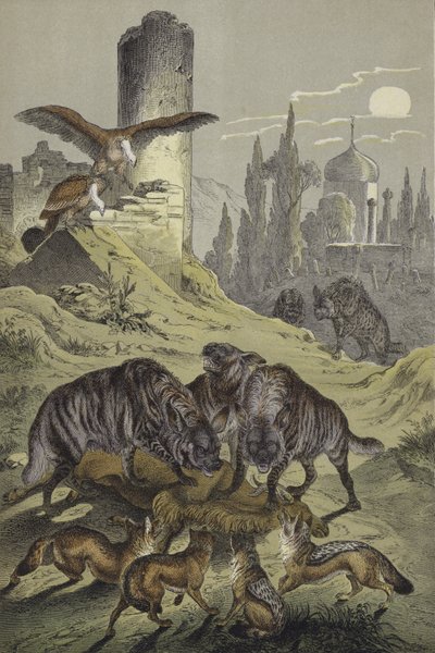Animaux d