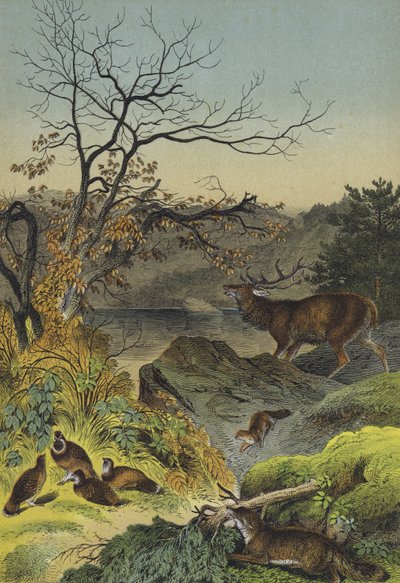 Animaux de Sibérie - European School