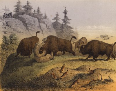 Animaux des prairies américaines - European School