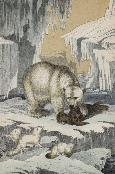 Animaux de la région du pôle Nord - European School