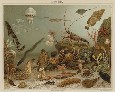 Aquarium - European School