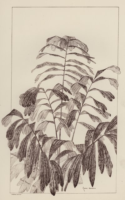 Arenga Saccaritlia (lithographie) - European School