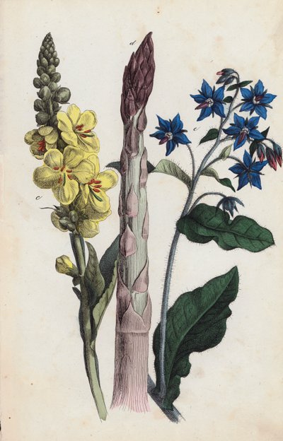 Asperges et fleurs (lithographie couleur) - European School