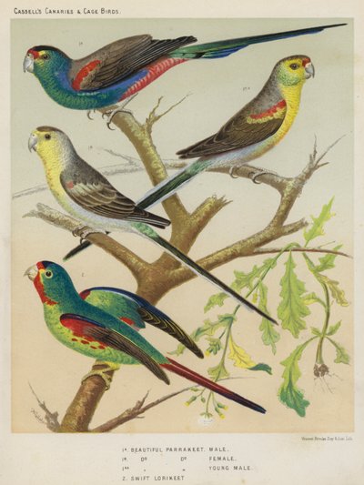 Perruche élégante, Mâle, Femelle, Jeune mâle, Loriquet à collier jaune - European School
