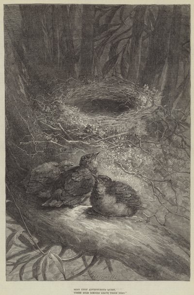 En quête aventureuse, ces oiseaux audacieux quittent leur nid (gravure) - European School