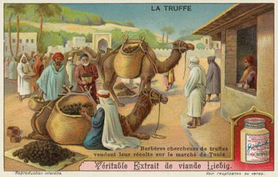 Les Berbères inspectent les truffes en vente au marché de Tunis - European School