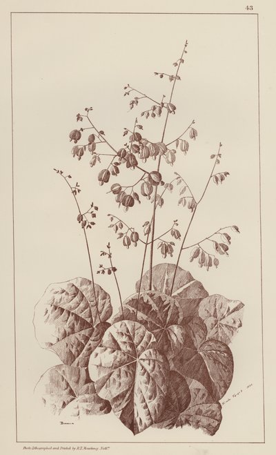 Bigonia (lithographie) - European School