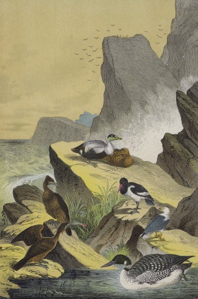 Oiseaux des côtes maritimes de l