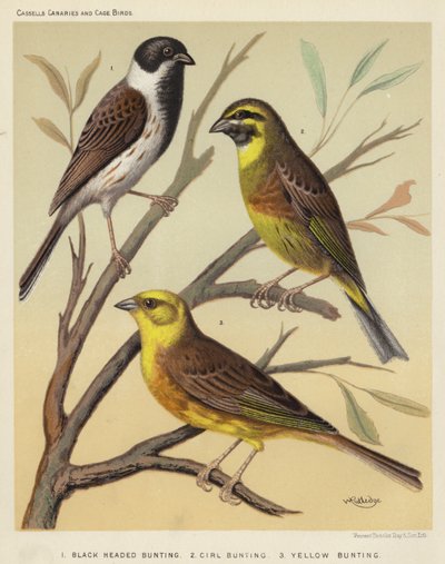 Bruant à tête noire, Bruant zizi, Bruant jaune - European School