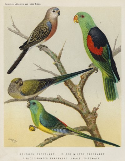 Perruche de Bourke, perruche à ailes rouges, perruche à croupion rouge, mâle, femelle - European School