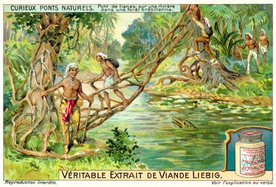 Pont formé par des lianes sur une rivière dans la forêt tropicale brésilienne - European School