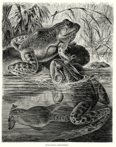 Grenouilles de taureau se déportant (gravure) - European School