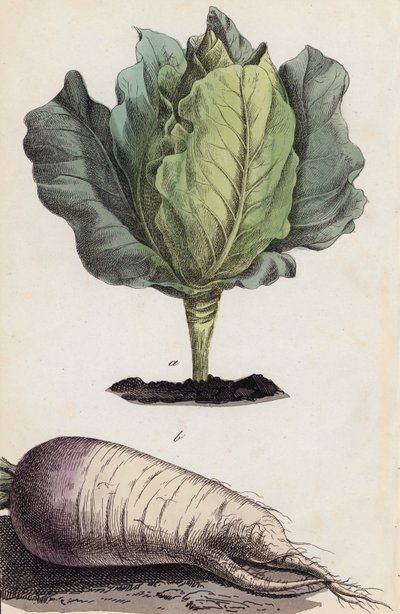 Chou et légume-racine (lithographie couleur) - European School