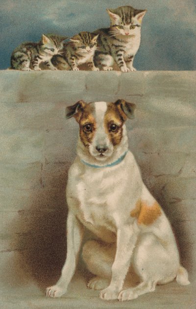 Chats observant un chien - European School