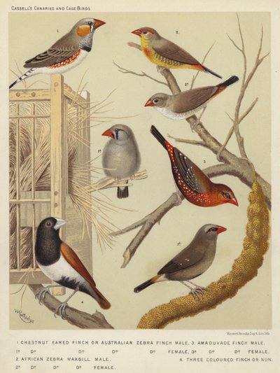 Pinson à oreilles marron ou pinson zèbre australien, mâle, femelle, astrild zèbre africain, mâle, femelle, pinson amadou, mâle, femelle, pinson tricolore ou nonne - European School