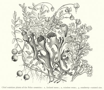 Principales plantes nutritionnelles des pays polaires - European School