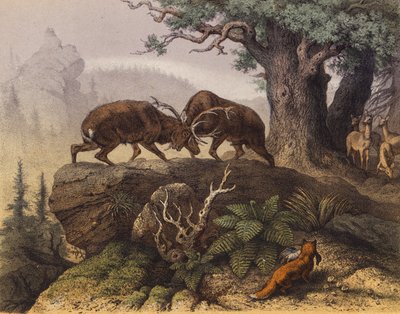 Combat de deux cerfs près d