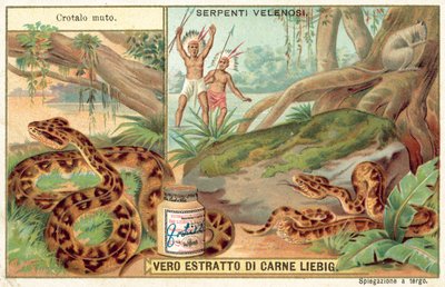 Copperhead - European School