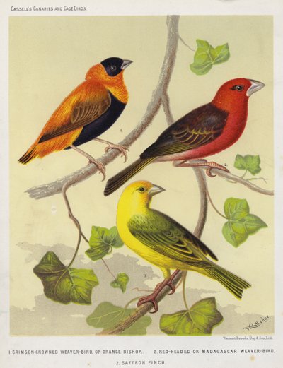 Tisserin à couronne cramoisie ou évêque orange, tisserin à tête rouge ou tisserin de Madagascar, pinson safran - European School