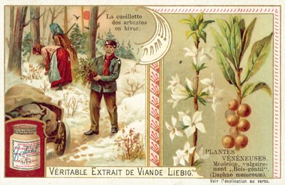 Daphne mezereum - European School
