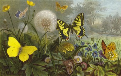 Papillons de jour allemands - European School