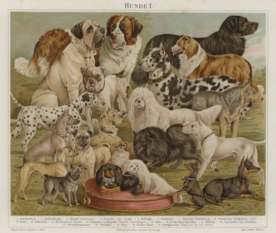 Chiens - European School