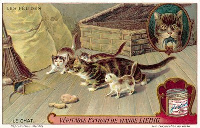 Chat domestique - European School