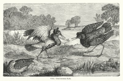 Duel entre Ruffs - European School