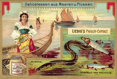 Anguille, sardine et anchois - European School