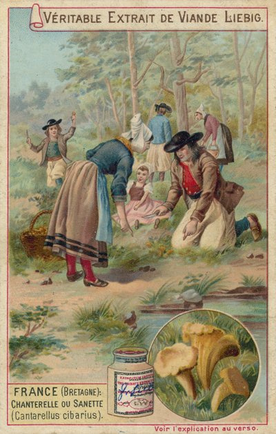 France (Bretagne) : chanterelles (Cantarellus cibarius) - European School