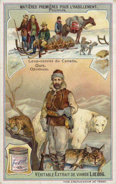 Fourrure : lynx canadien; ours et opossum - European School