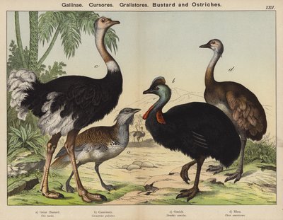 Gallinacés, Coureurs, Grallatores, Outarde et Autruches - European School