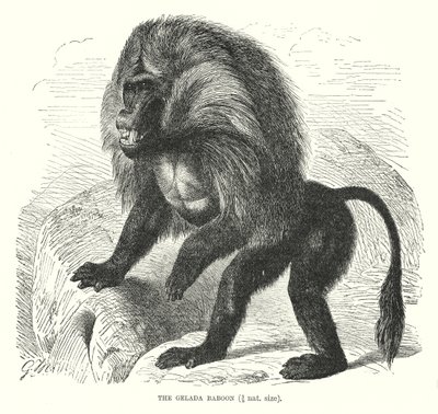 Babouin Gelada (gravure) - European School