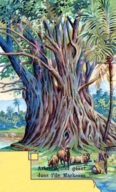 Géant figuier à Anna Maria Bay, Nuku Hiva, Îles Marquises - European School