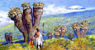 Séneçon géant, Kilimandjaro, Afrique - European School