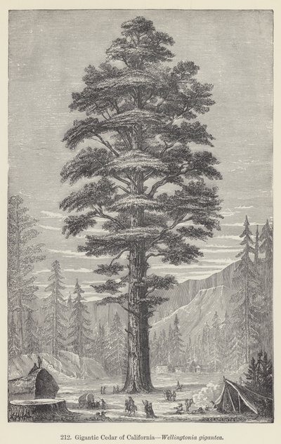 Cèdre géant de Californie, Wellingtonia gigantea - European School