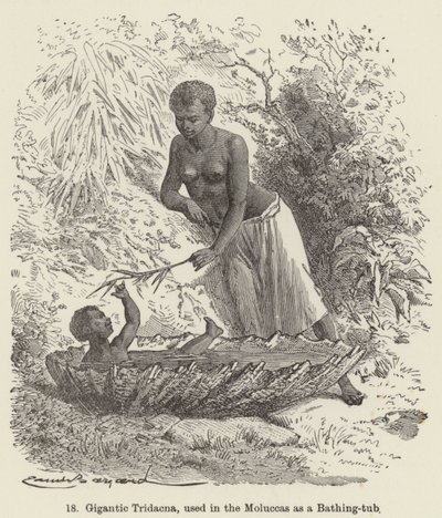 Gigantesque Tridacna, utilisée dans les Moluques comme baignoire (gravure) - European School