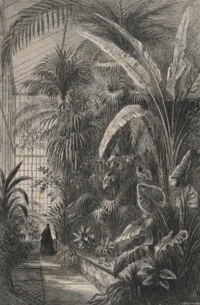 Grande serre du Muséum de Paris (gravure) - European School