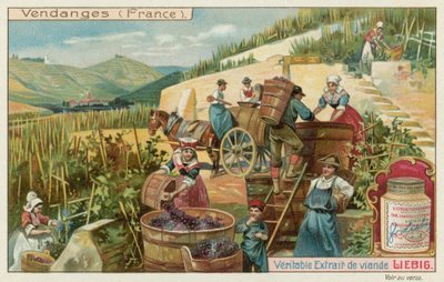 Récolte de raisins en France - European School