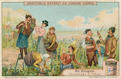 Vendange pour le Tokay en Hongrie - European School