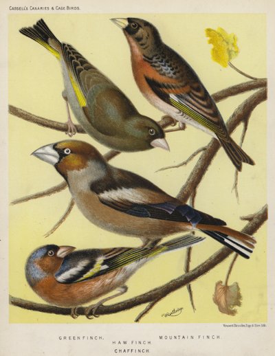 Verdier, Pinson des montagnes, Gros-bec, Pinson des arbres (lithographie en couleur) - European School