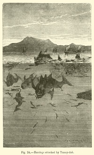 Harengs attaqués par des thons (gravure) - European School