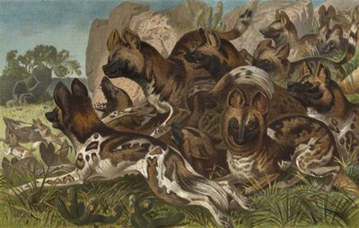 Hianenhund - European School