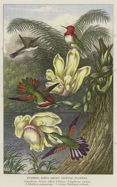 Colibris parmi les fleurs tropicales - European School